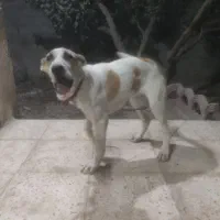 سگ نژاد خراسانی