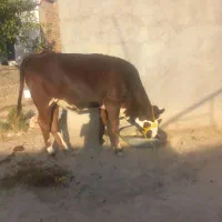 گاو|لوازم جانبی حیوانات|درب گنبد, |دیوار
