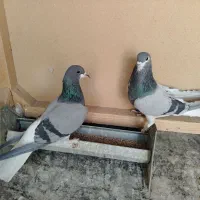 کبوتر خرقه
