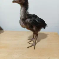 خروس لاری و جوجه لاری اسباب بازی