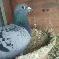 جوجه کفتر مسافتی مفلغ