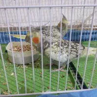 عروس هلندی خاکستری