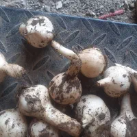 موسیر خشک درجه یک همه سایز بزرگ