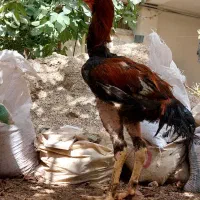خروس لاری