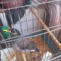 مینا ماده تن نخورده