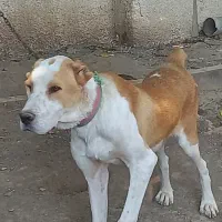 سگ آلابای 7 ماهه
