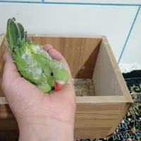 جوجه طوطی ملنگو|پرنده|زرند, |دیوار