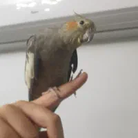 عروس هلندی نر و ماده رام و دستی