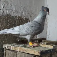 نقره ای کاکلی