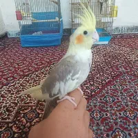 عروس هلندی دستی ماده ابلغ
