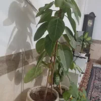 گل طبیعی