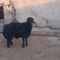 قوچ فروشی افشار
