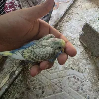 جوجه مرغ عشق