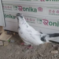غریب