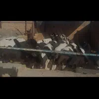15راس گوساله قطع شیر