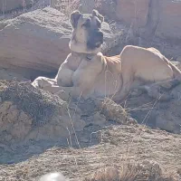 سگ سرابی