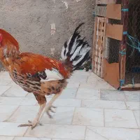 خروس|حیوانات مزرعه|زابل, |دیوار