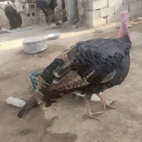 معاوضه با گوسفند