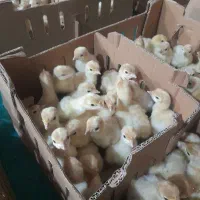 جوجه یک روزه گوشتی