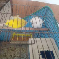 مرغ عشق پروانه ای