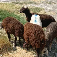 5عددبره 4 ماده1نر سالم مناسب نگهداری جفتی 40