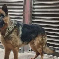 سگ ژرمن نر