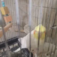 عروس هلندی گم شده