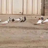 کفتر طوقی هفت رنگ
