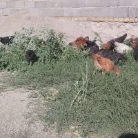 نیمچه مرغ