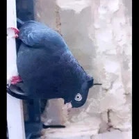 زاغ مفتت