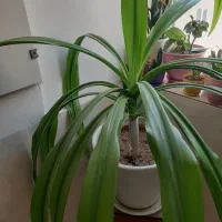 گل سوسن عنکبوتی