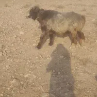 فروش قوچ