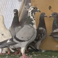 کفتر پلاکی جوجه
