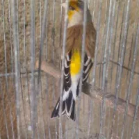 سهر قناری دهن لر مست بخون