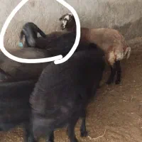 میش وبره