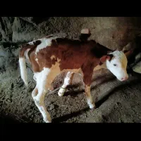 گاو مونت بیلیارد