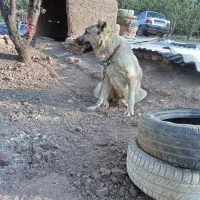 سگ سراب