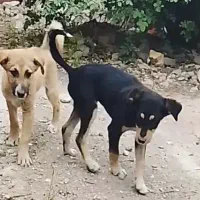 یه جفت توله سگ نر