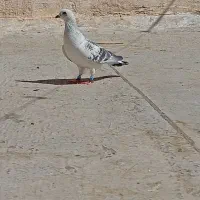 کبوتر