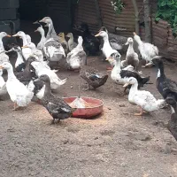 اردک  وغاز