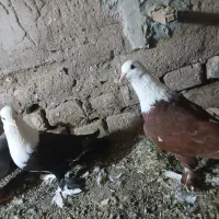 13 عدد کفتر