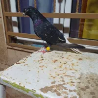 کبوتر
