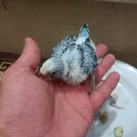 مرغ عشق با ۲ جوجه