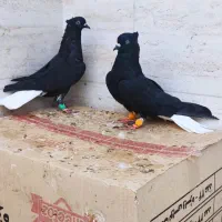 کبوتر رنگی دم سفید طوقی