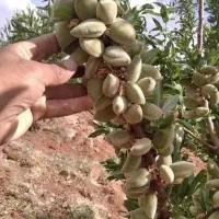 نهال های سردسیر انواع بادادم های گلدانی آماده کاشت