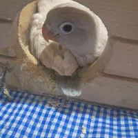 جوجه برزیلی یکماهه دونخور