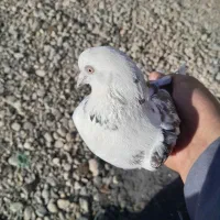 ۲۰تا کبوتر