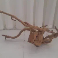دو عدد آبنوس