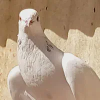 واگذاری خرگوش