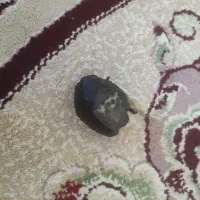 شهاب سنگ اصلی